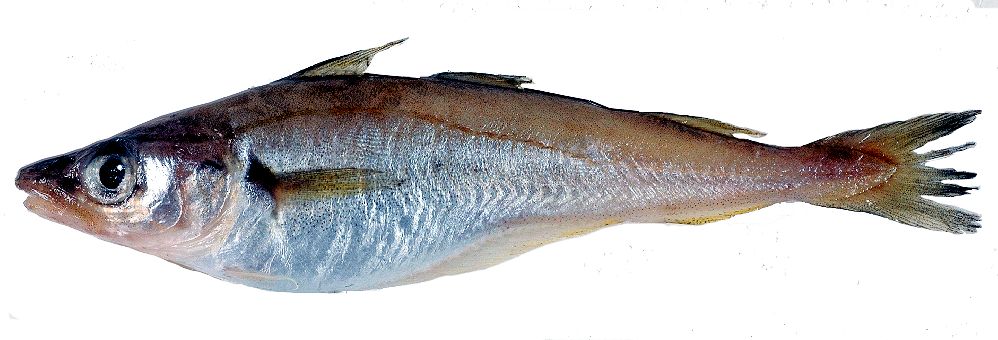 Merlangius merlangus_02154